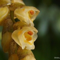 Coelogyne imbricata (Hook.) Rchb.f.